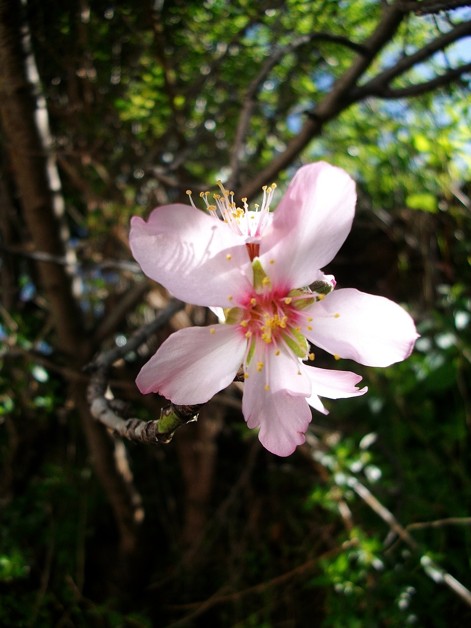 flower  nature  flora free photo