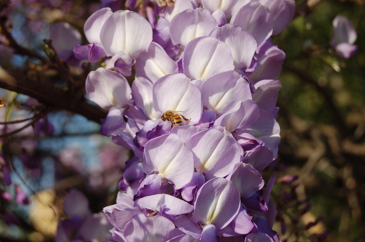 flower  wisteria  nature free photo