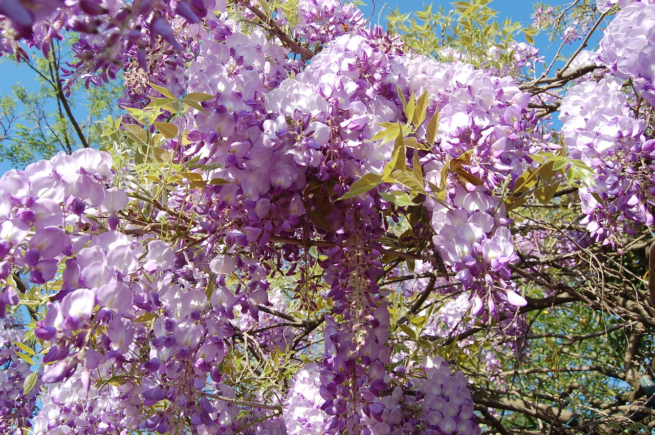 flower  wisteria  nature free photo