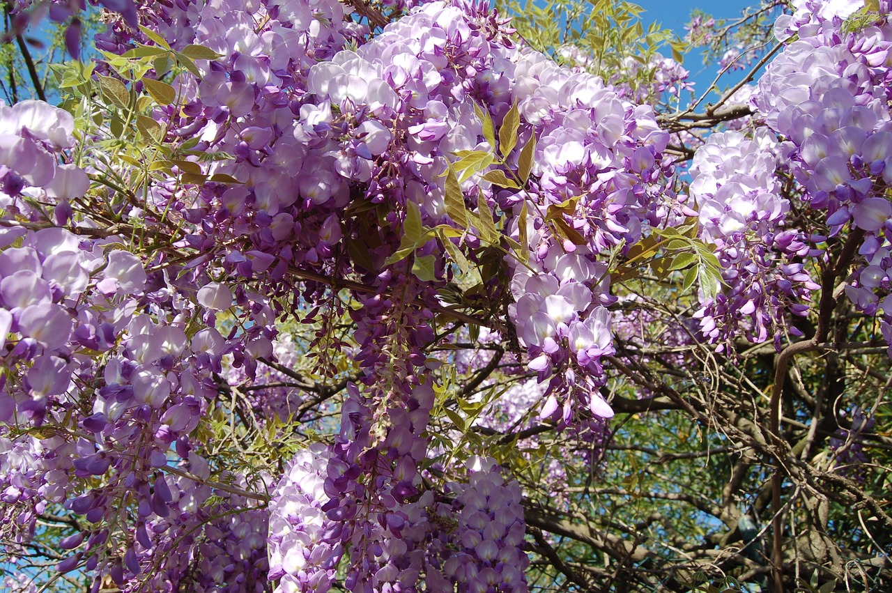 flower  wisteria  nature free photo