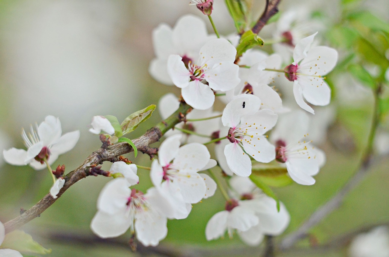 flower  nature  plant free photo