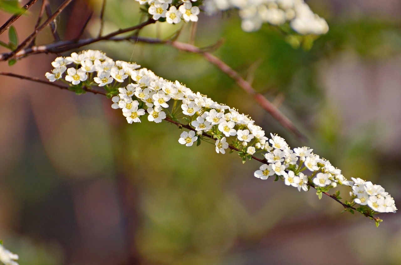 flower  nature  plant free photo