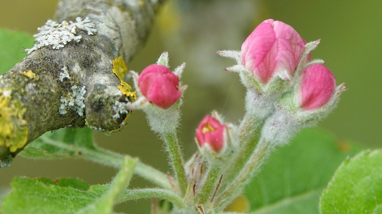 flower  nature  plant free photo