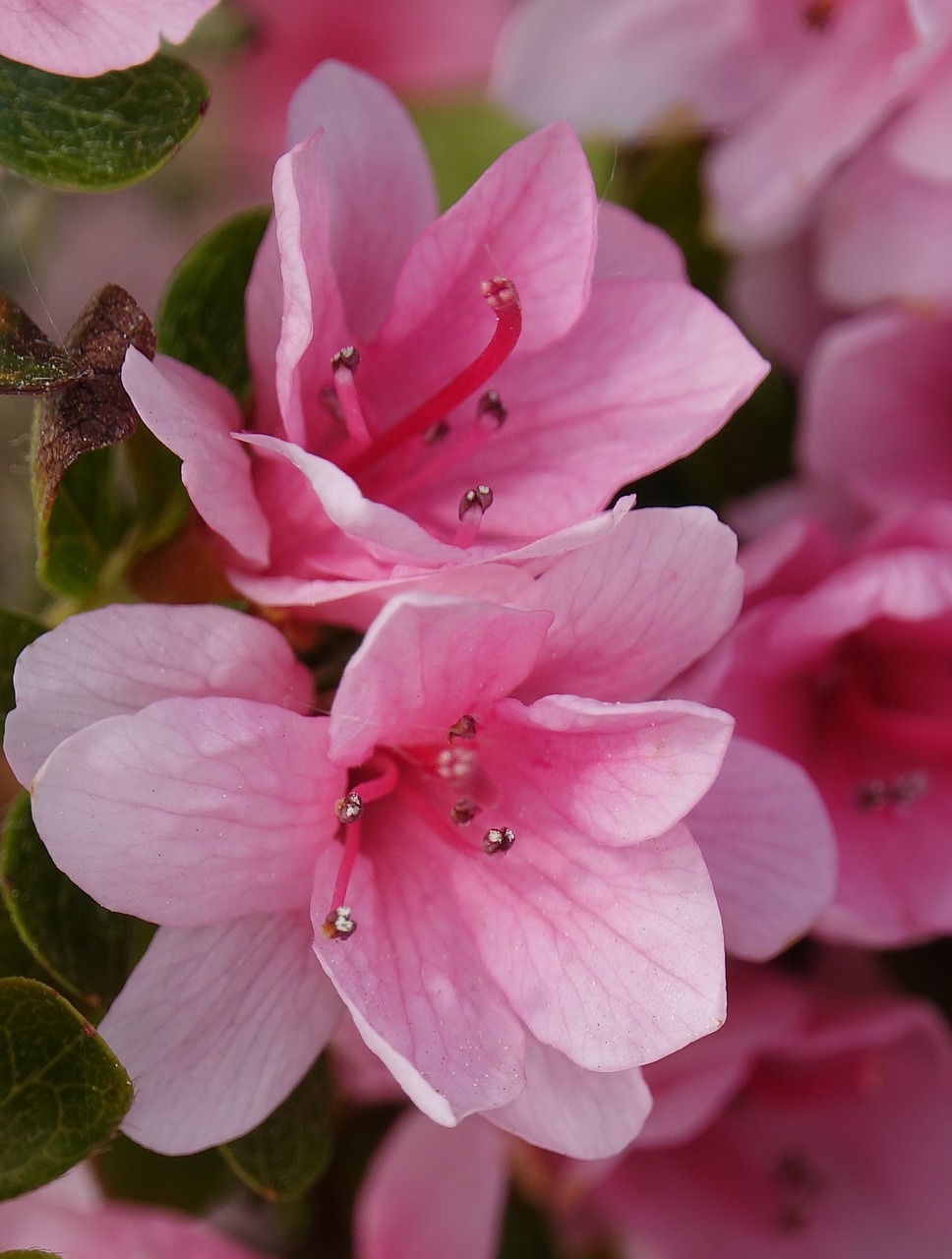 flower  nature  plant free photo