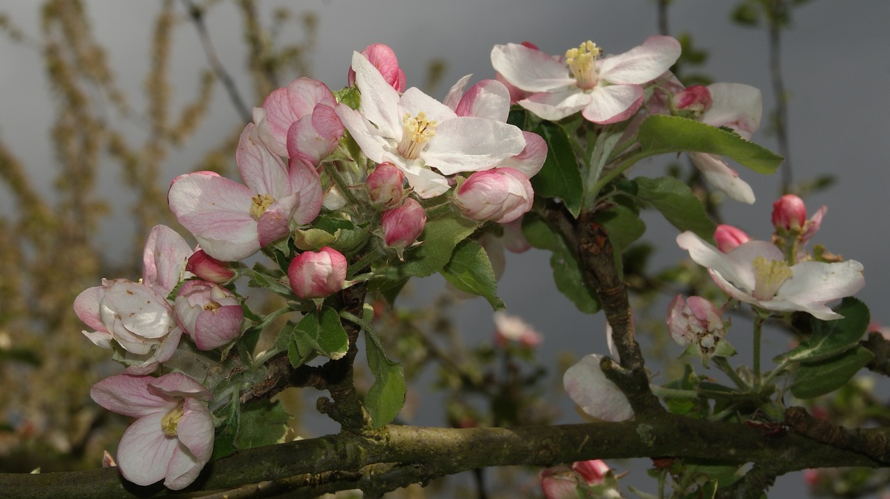 flower  nature  plant free photo