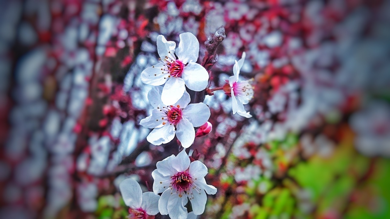 flower  branch  nature free photo