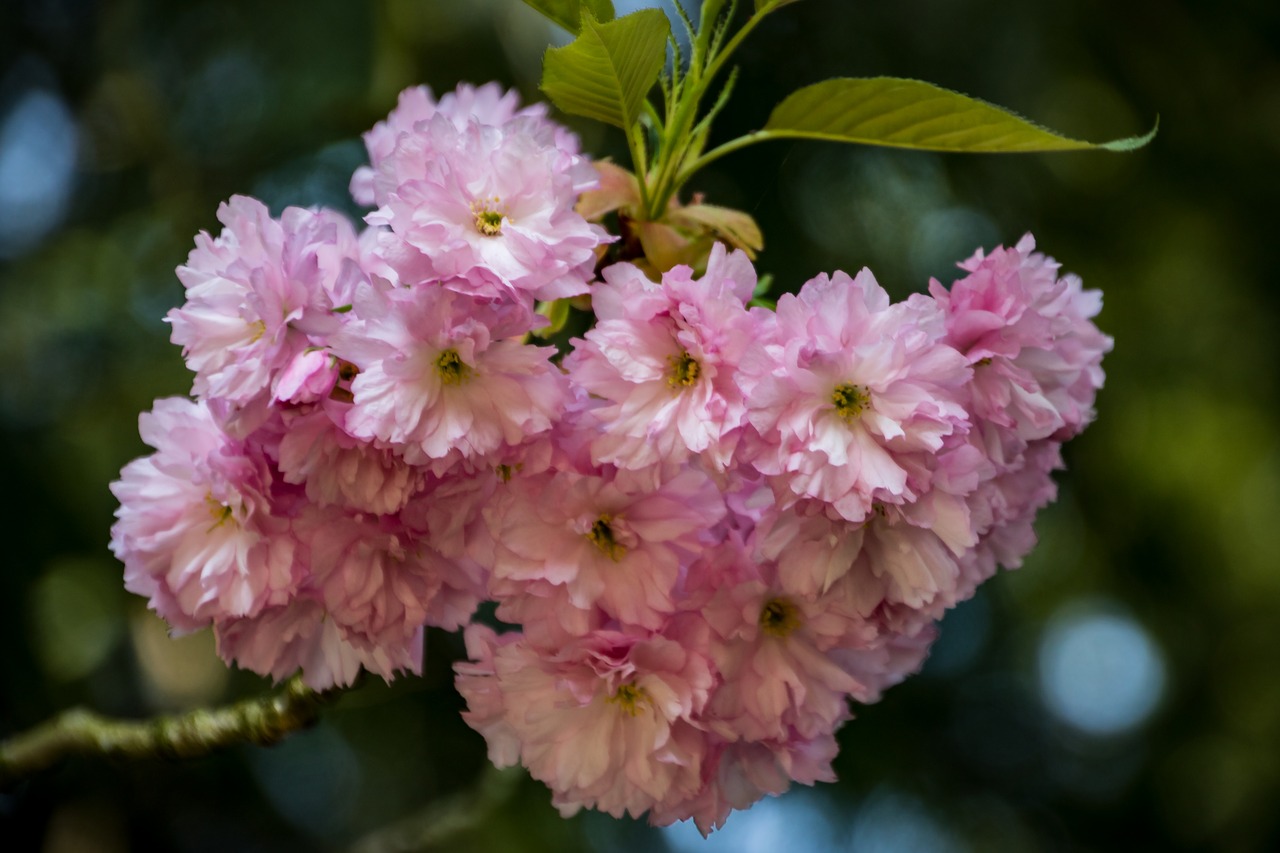 flower  plant  nature free photo