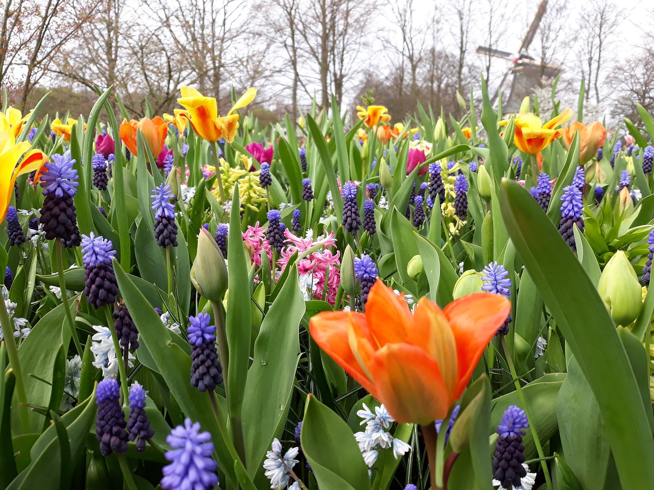 flower  tulip  nature free photo