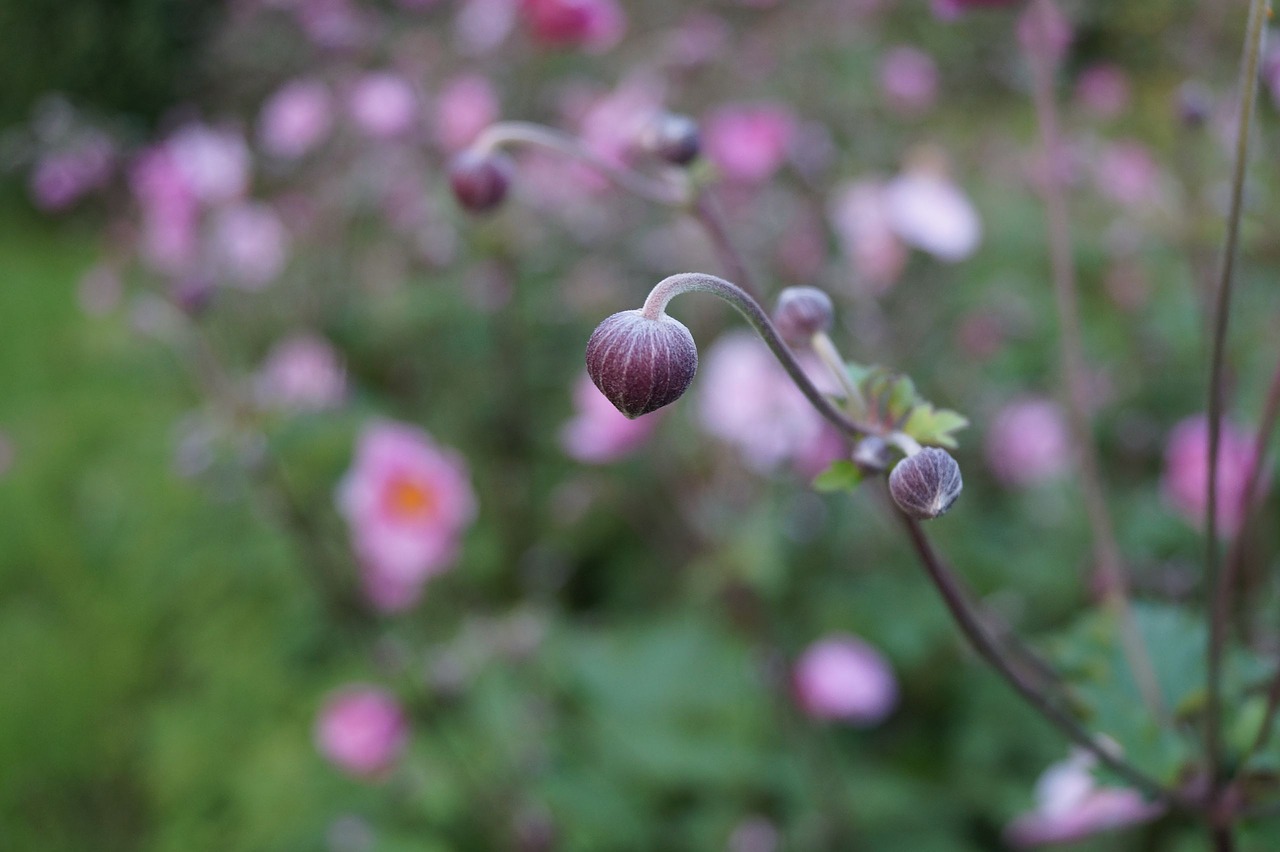 flower  nature  plant free photo