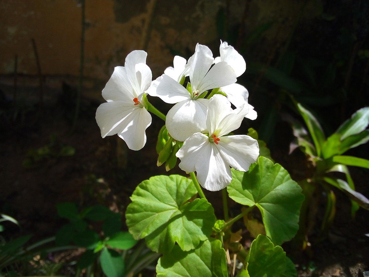 flower  nature  plant free photo