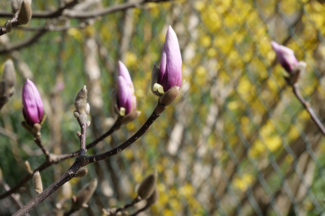 flower  nature  plant free photo