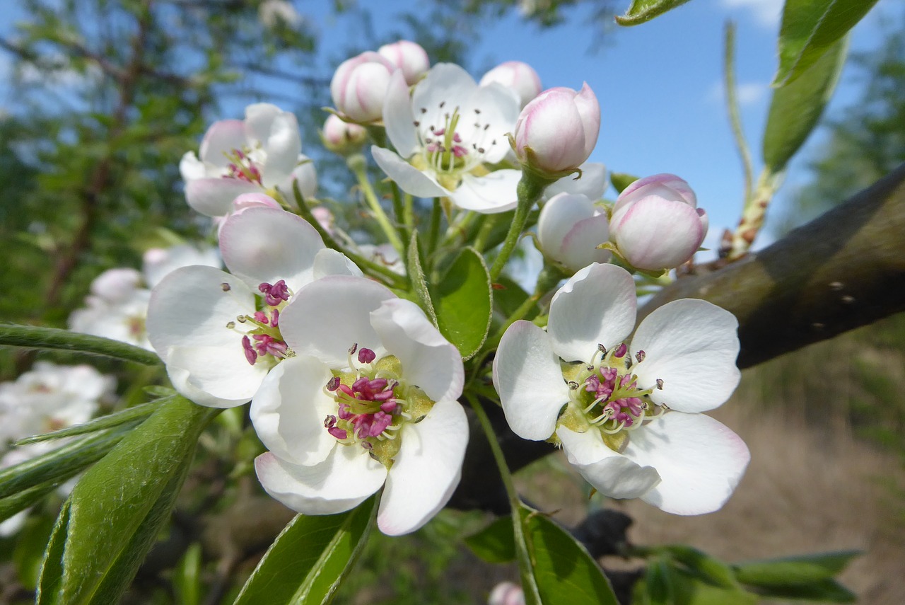 flower  nature  plant free photo