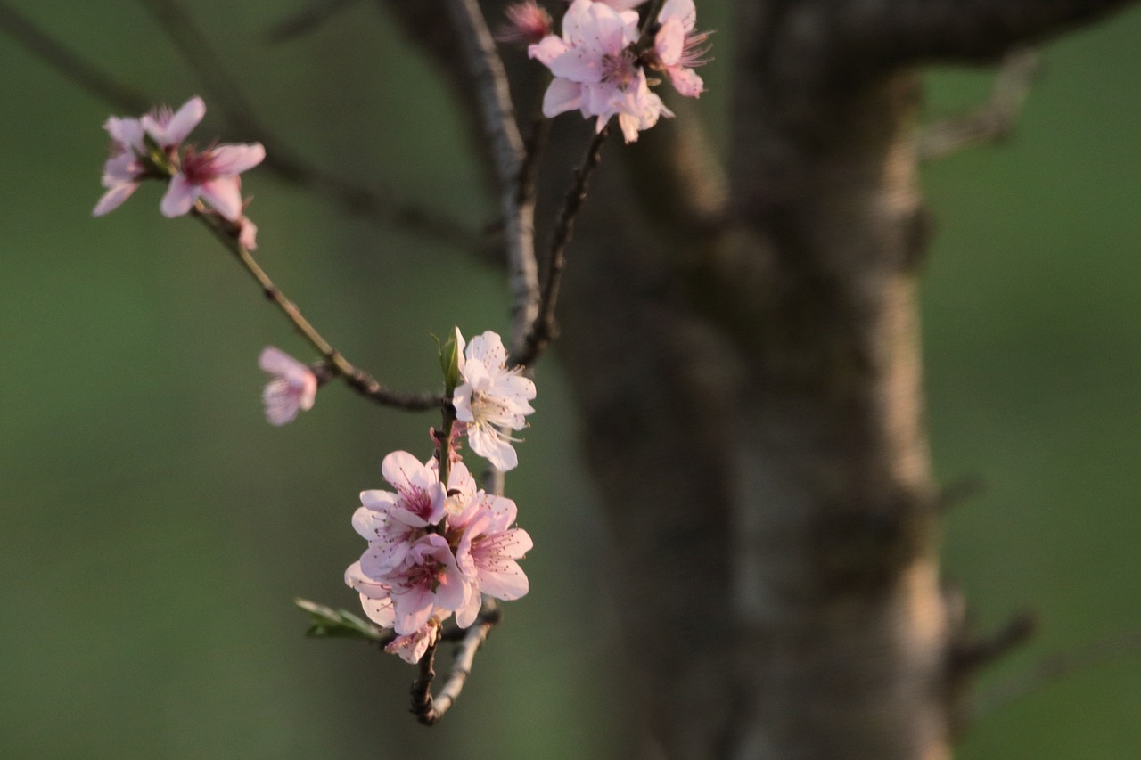 flower  tree  nature free photo