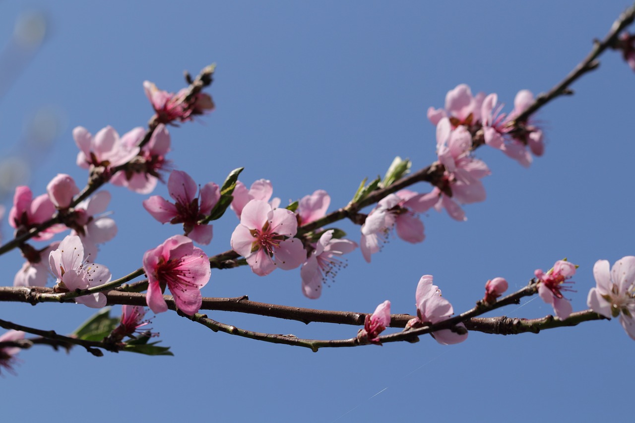 flower  tree  nature free photo