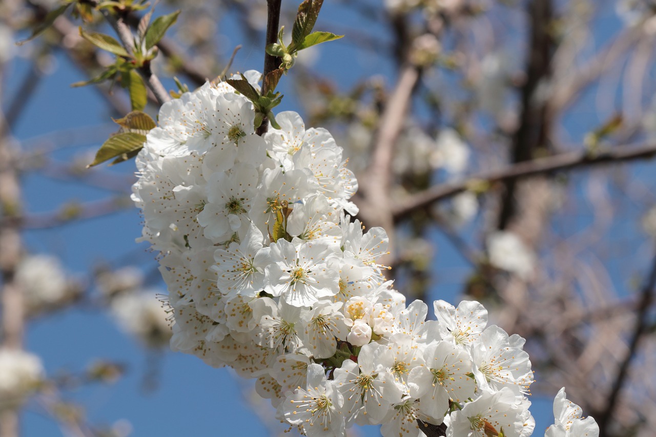 flower  tree  nature free photo