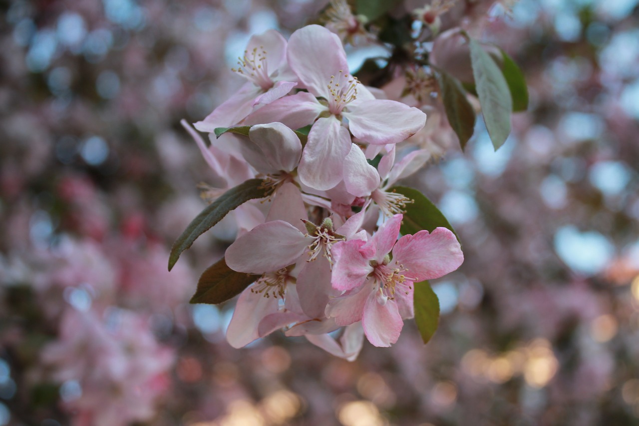 flower  apple tree  tree free photo