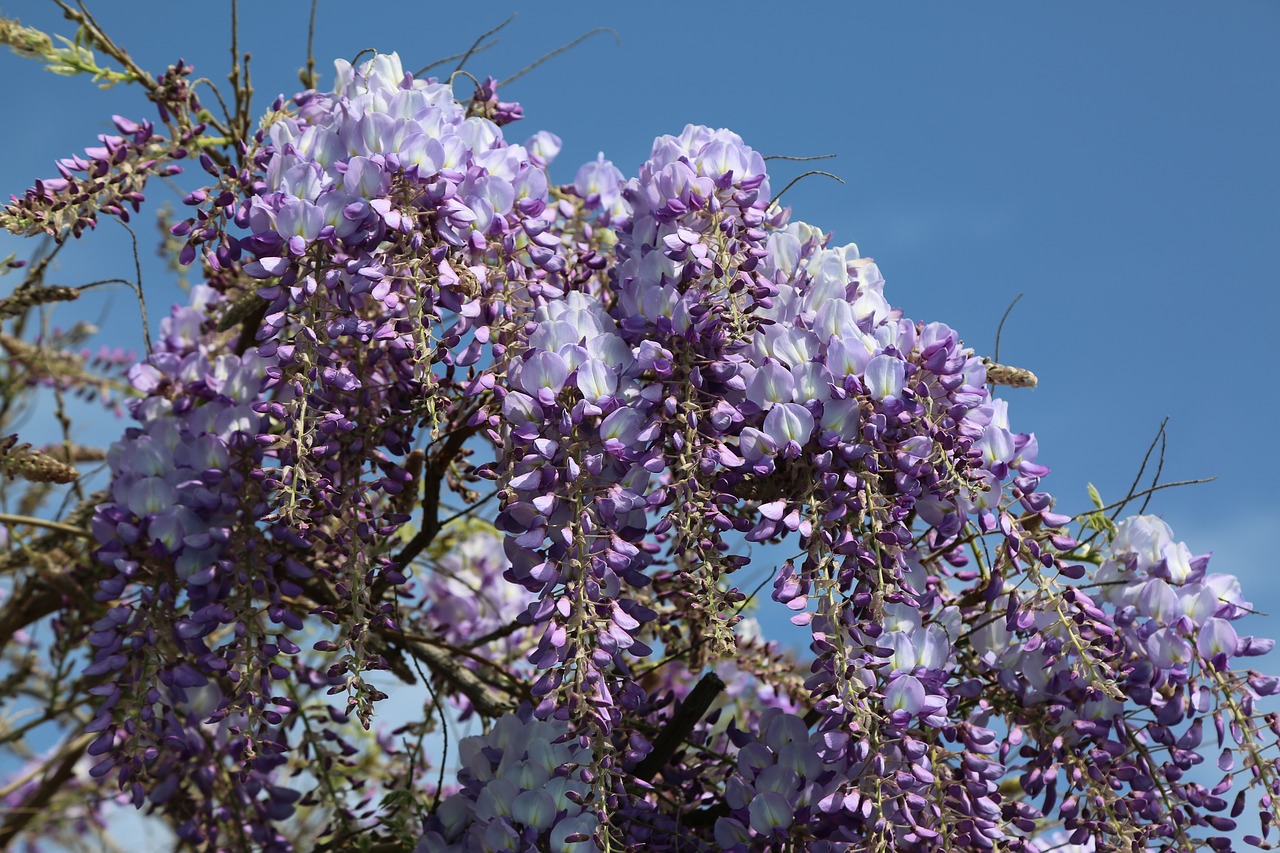 flower  tree  plant free photo