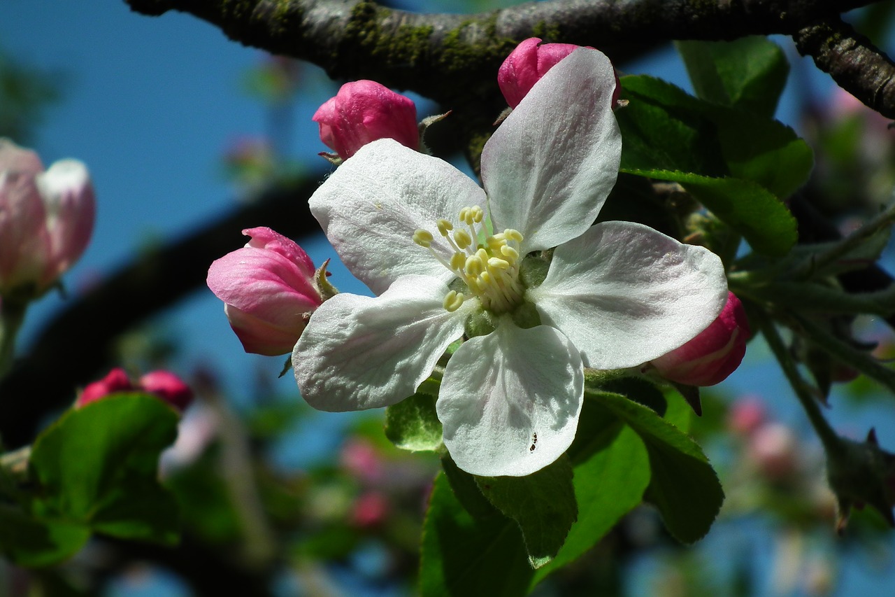 flower  apple  nature free photo