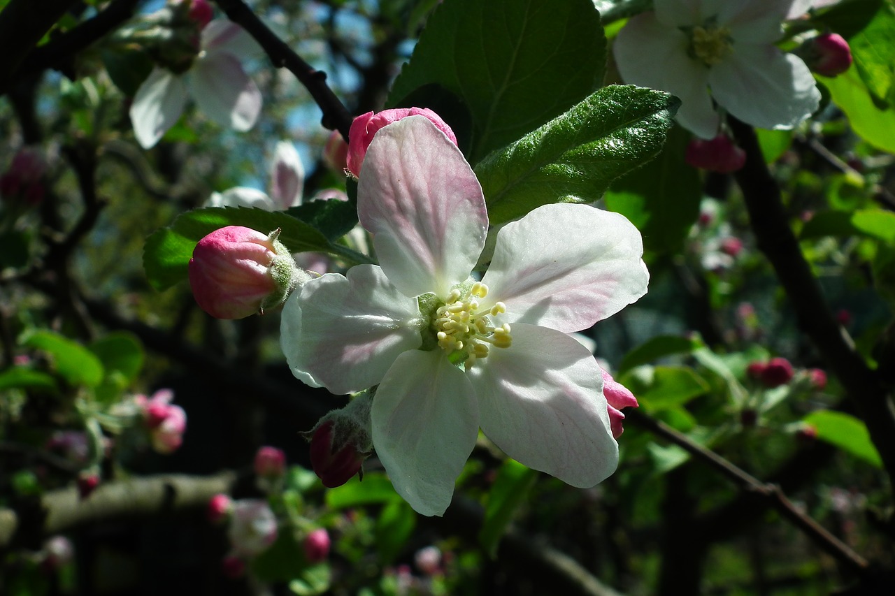 flower  tree  apple free photo