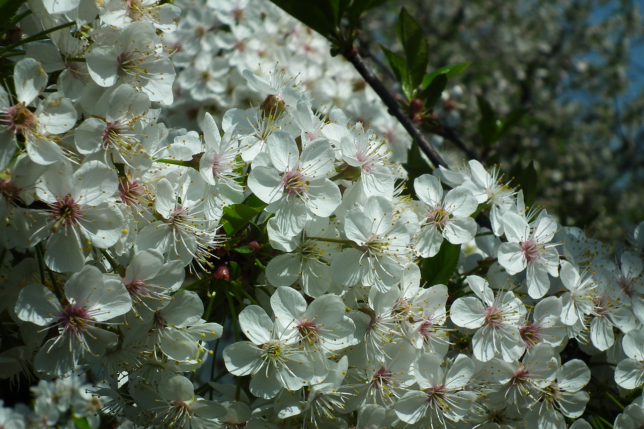 flower  cherry  spring free photo