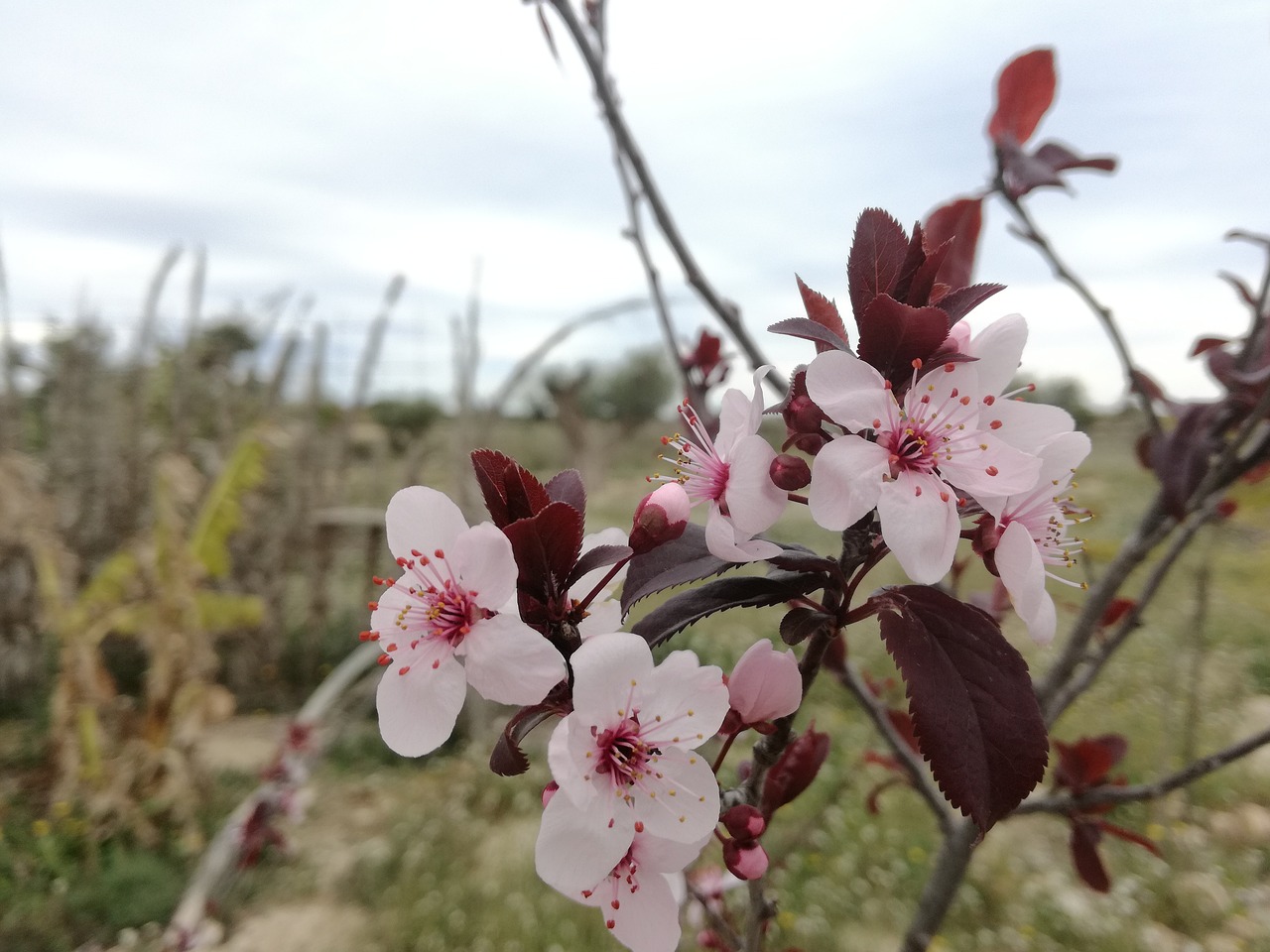 flower  branch  tree free photo