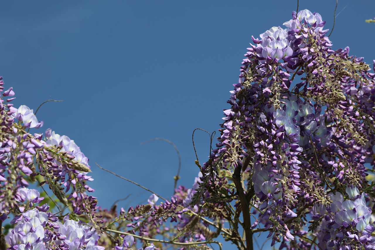 flower  plant  tree free photo