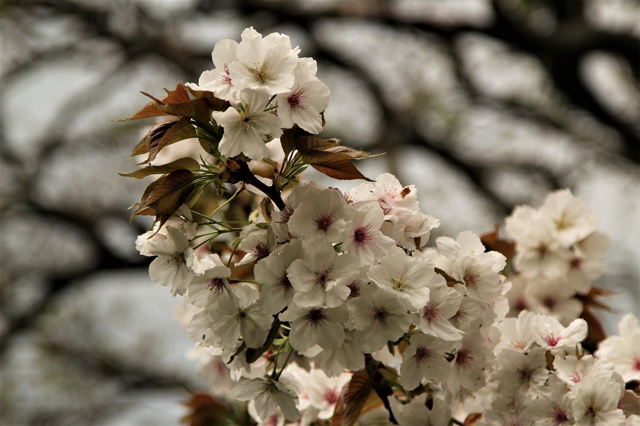 flower  tree  flora free photo