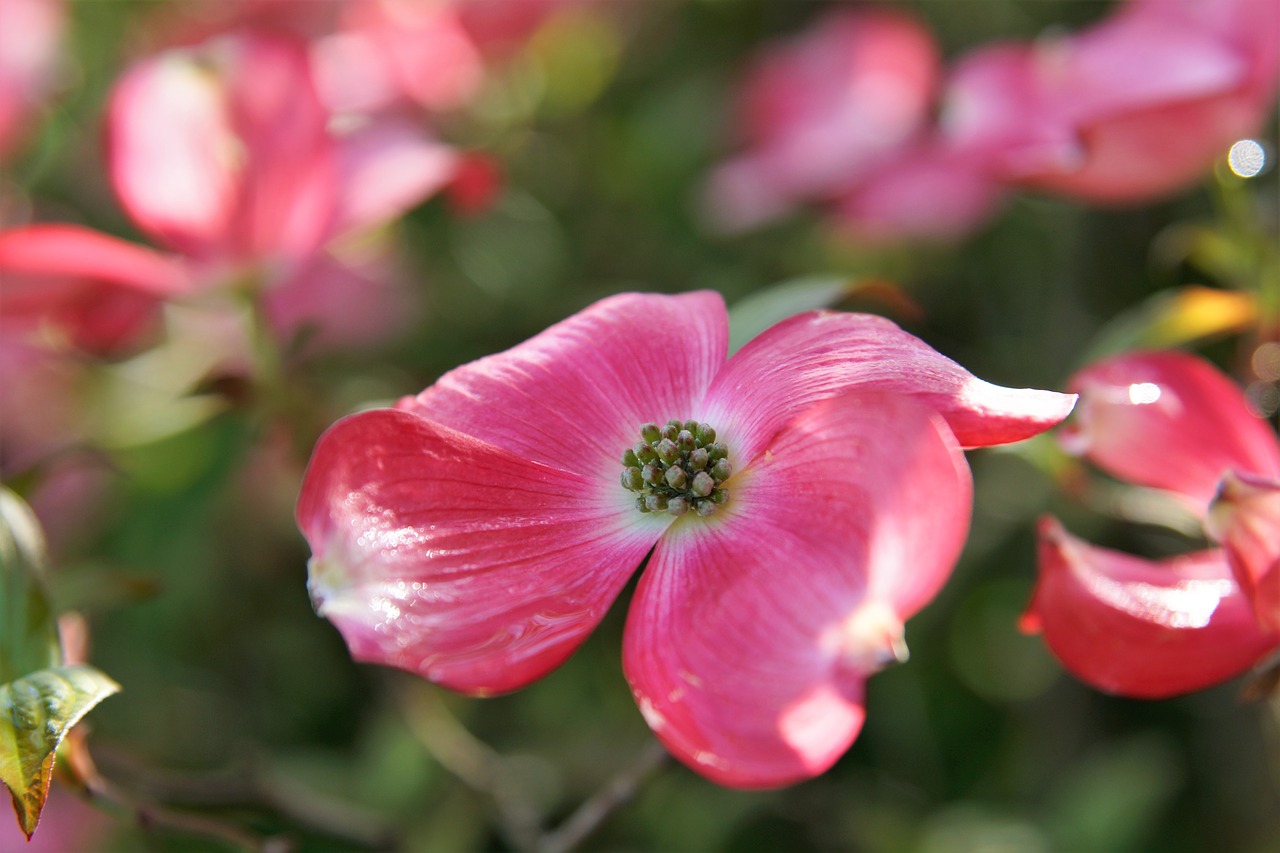 flower  nature  plant free photo