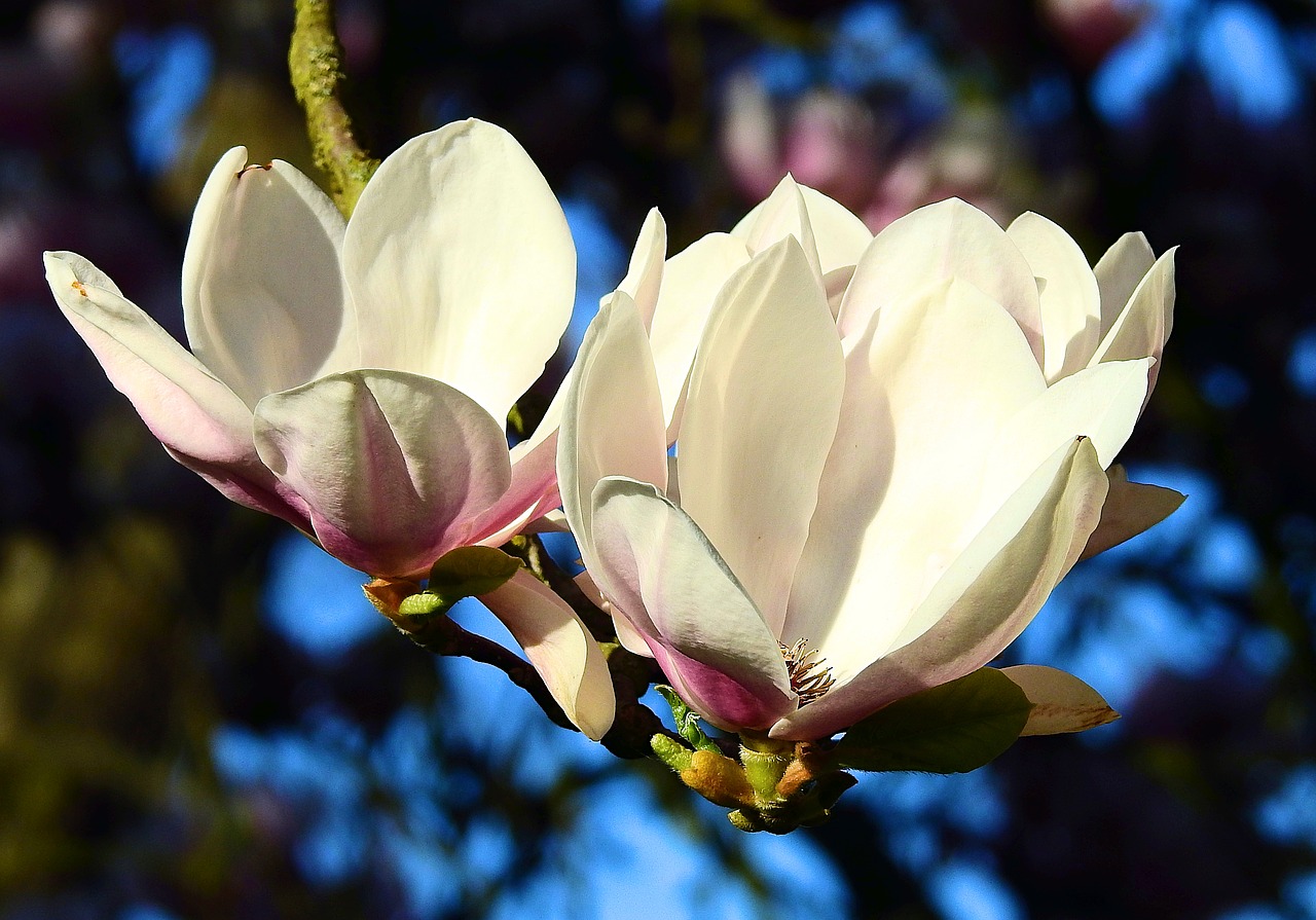 flower  magnolia  plant free photo