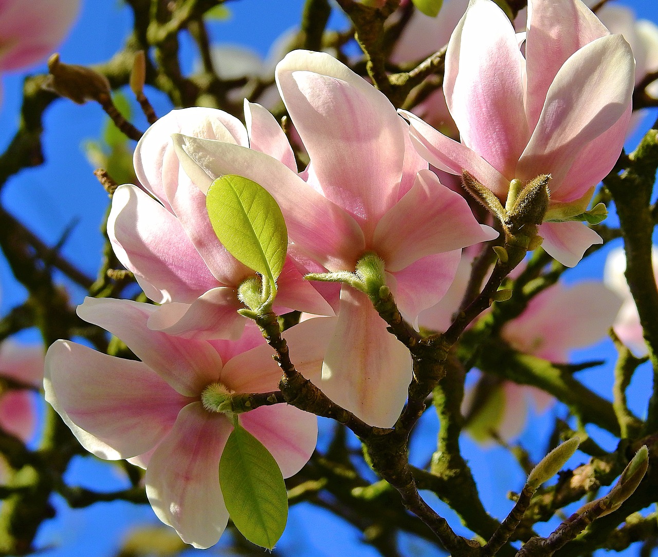 flower  plant  nature free photo