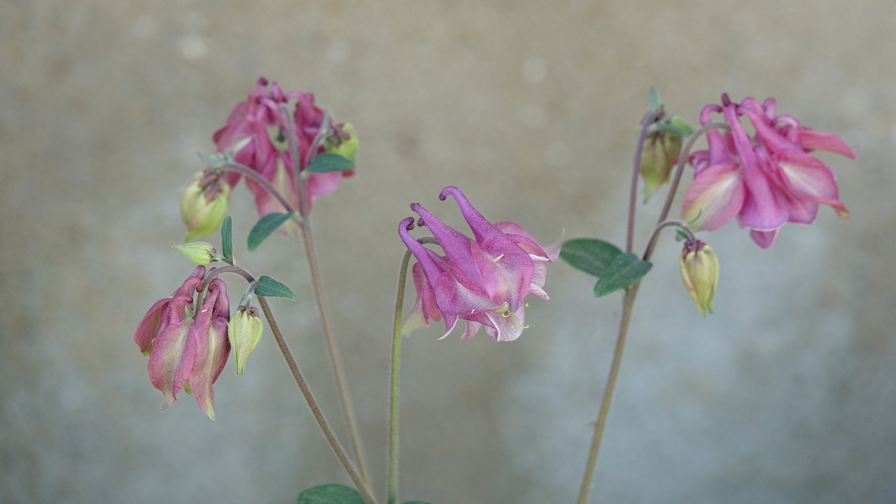 flower  plant  nature free photo