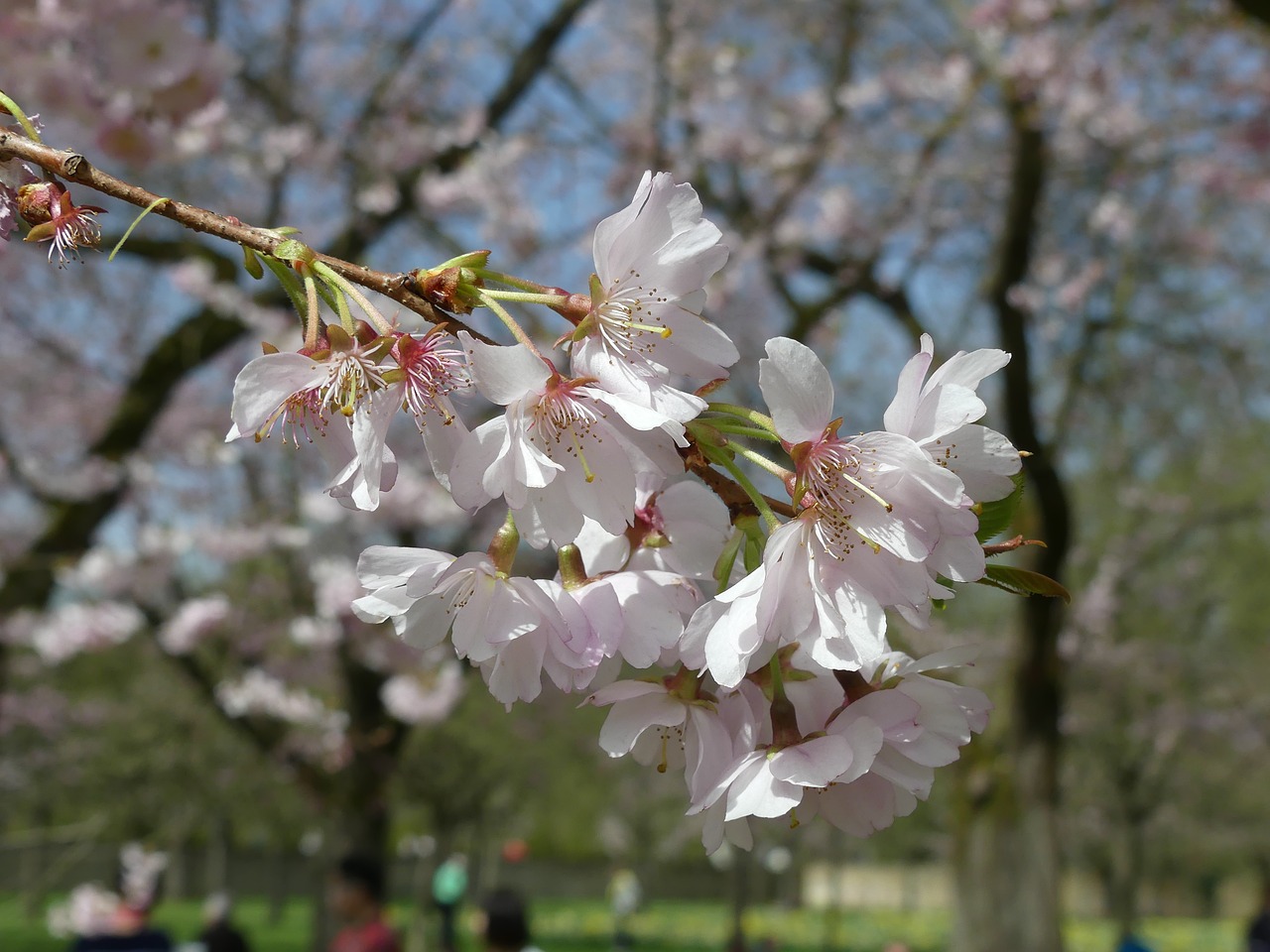 flower  tree  plant free photo