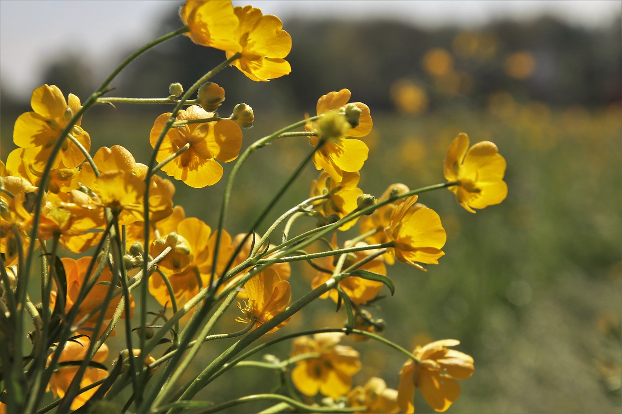 flower  nature  your marigolds free photo