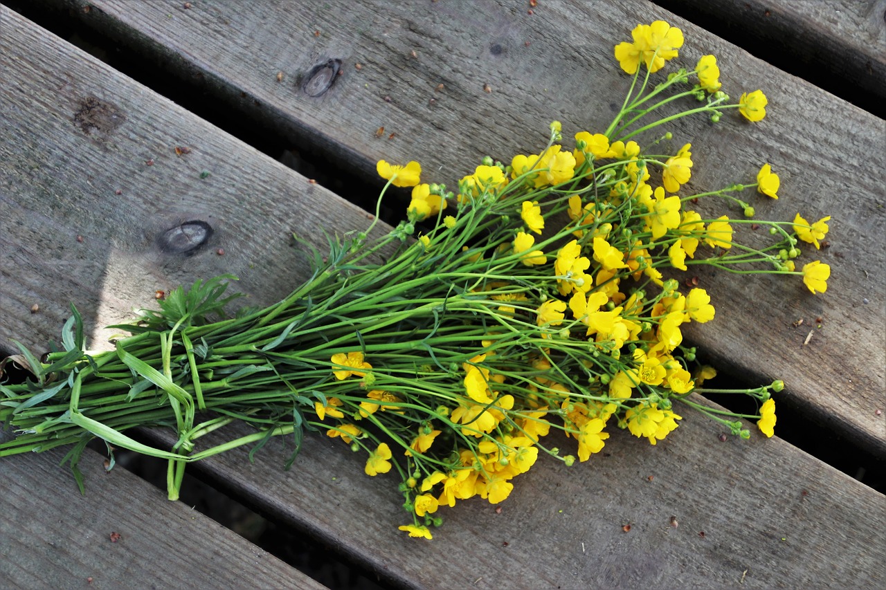 flower  plant  your marigolds free photo