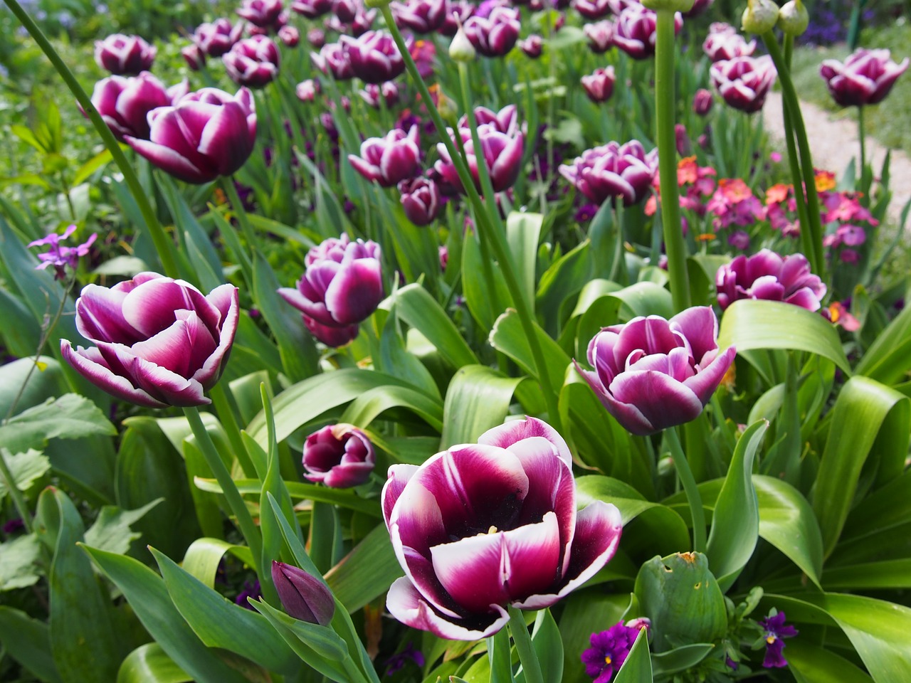 flower  plant  tulip free photo