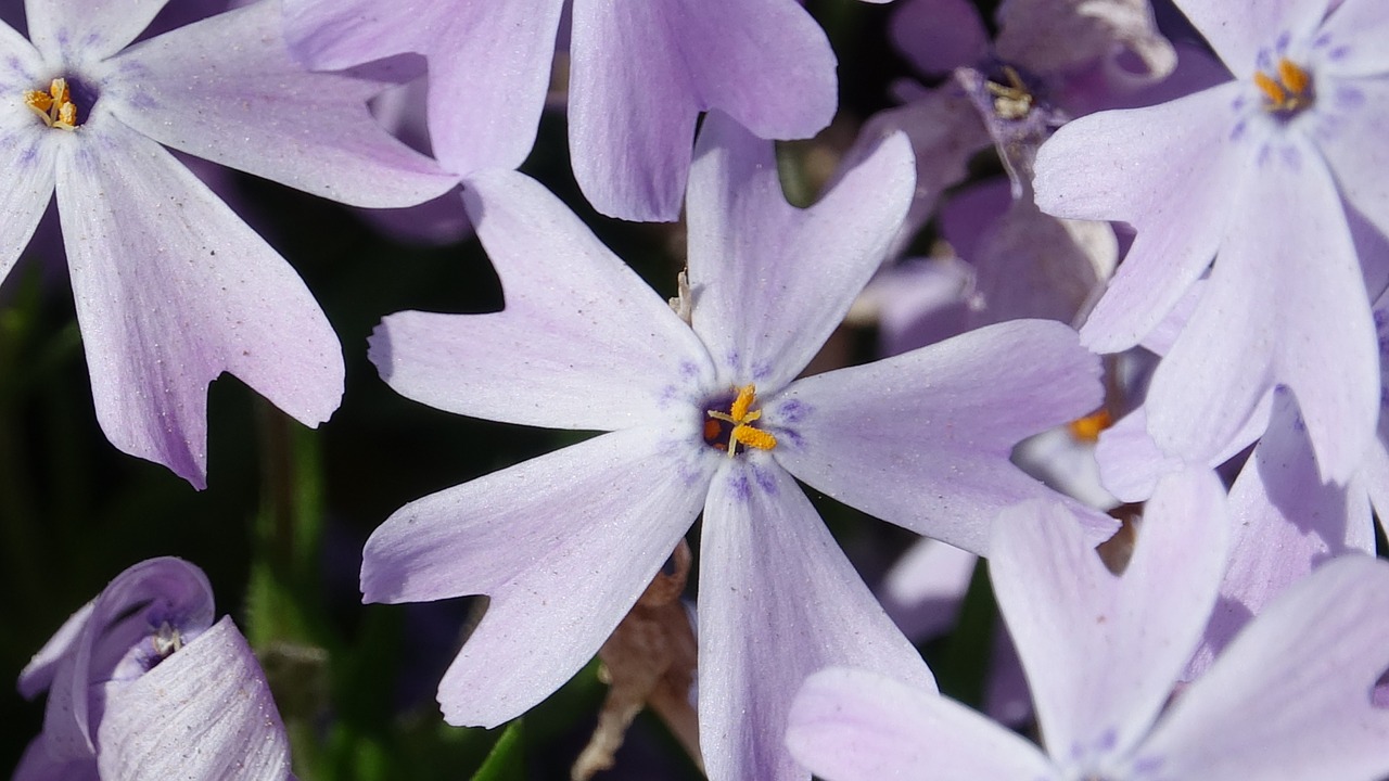 flower  nature  plant free photo