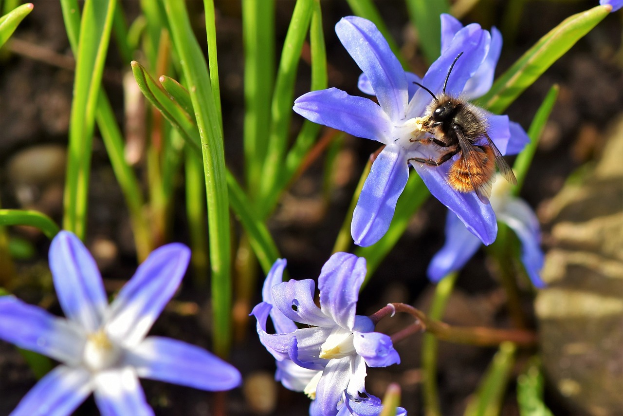 flower  blossom  bloom free photo