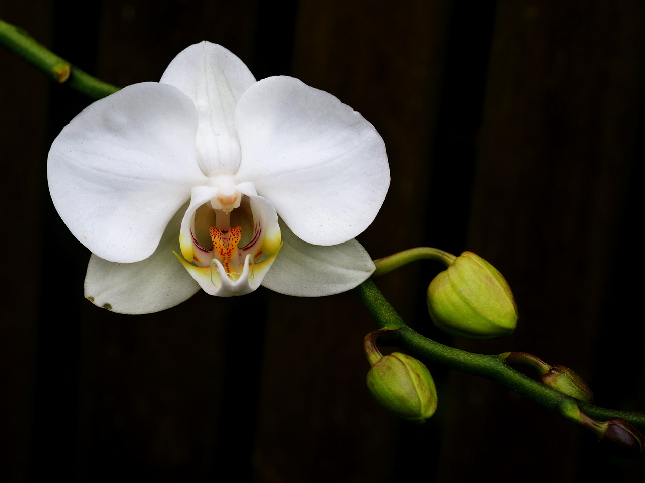 flower  flora  nature free photo