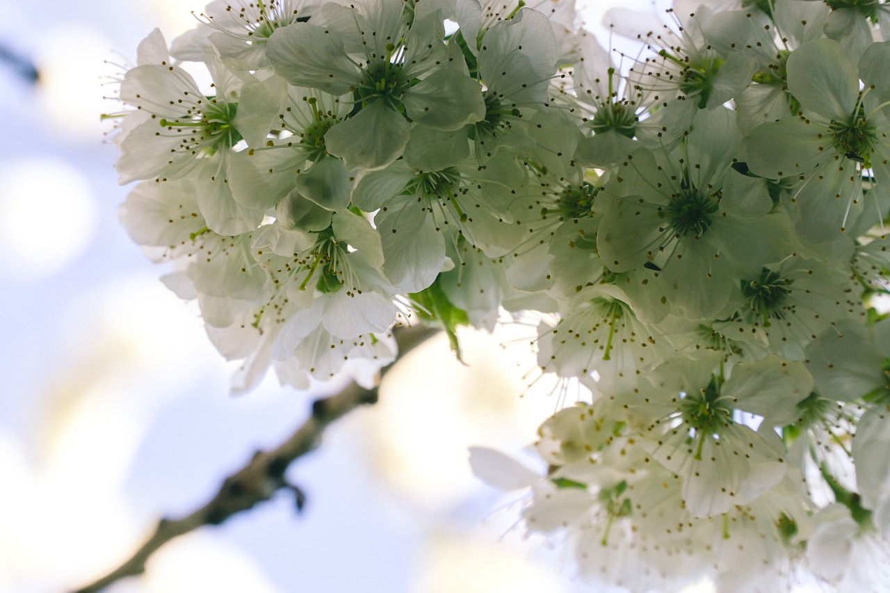 flower  plant  nature free photo