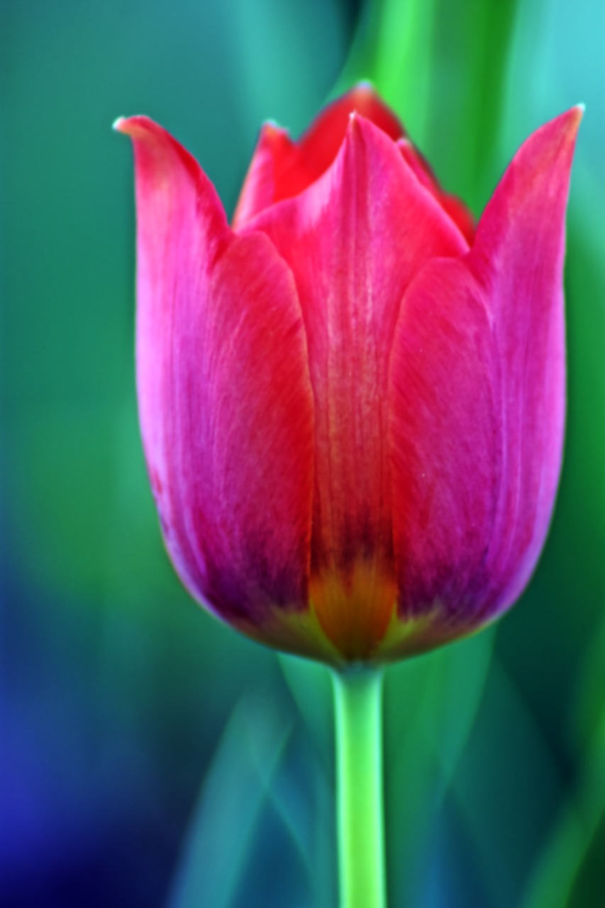flower  tulip  nature free photo