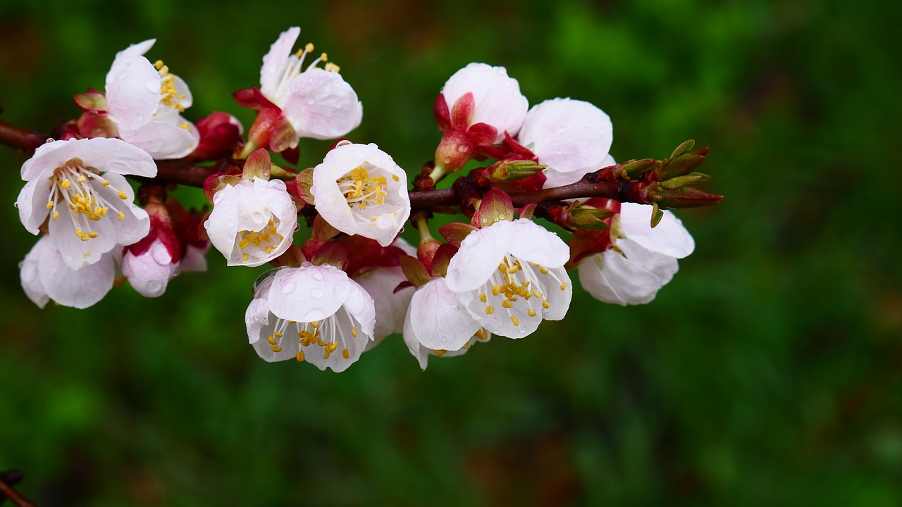 flower  plant  nature free photo