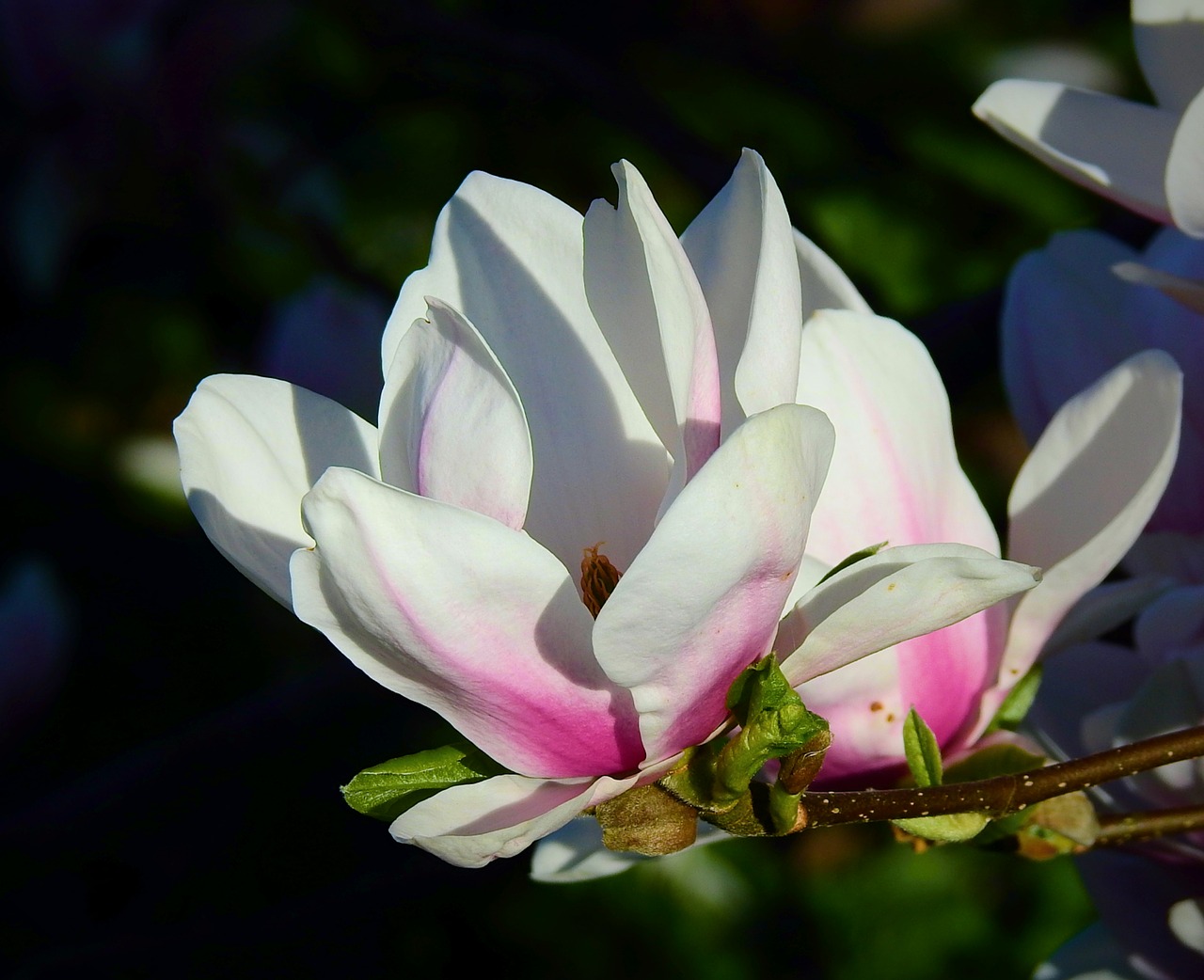 flower  plant  beautiful free photo