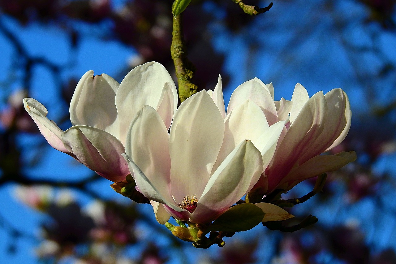 flower  magnolia  plant free photo