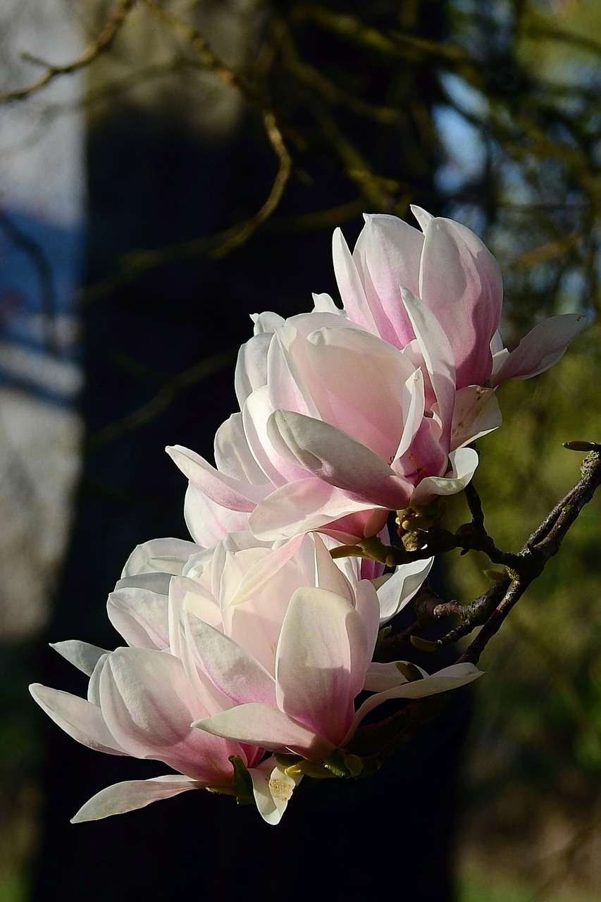 flower  nature  plant free photo