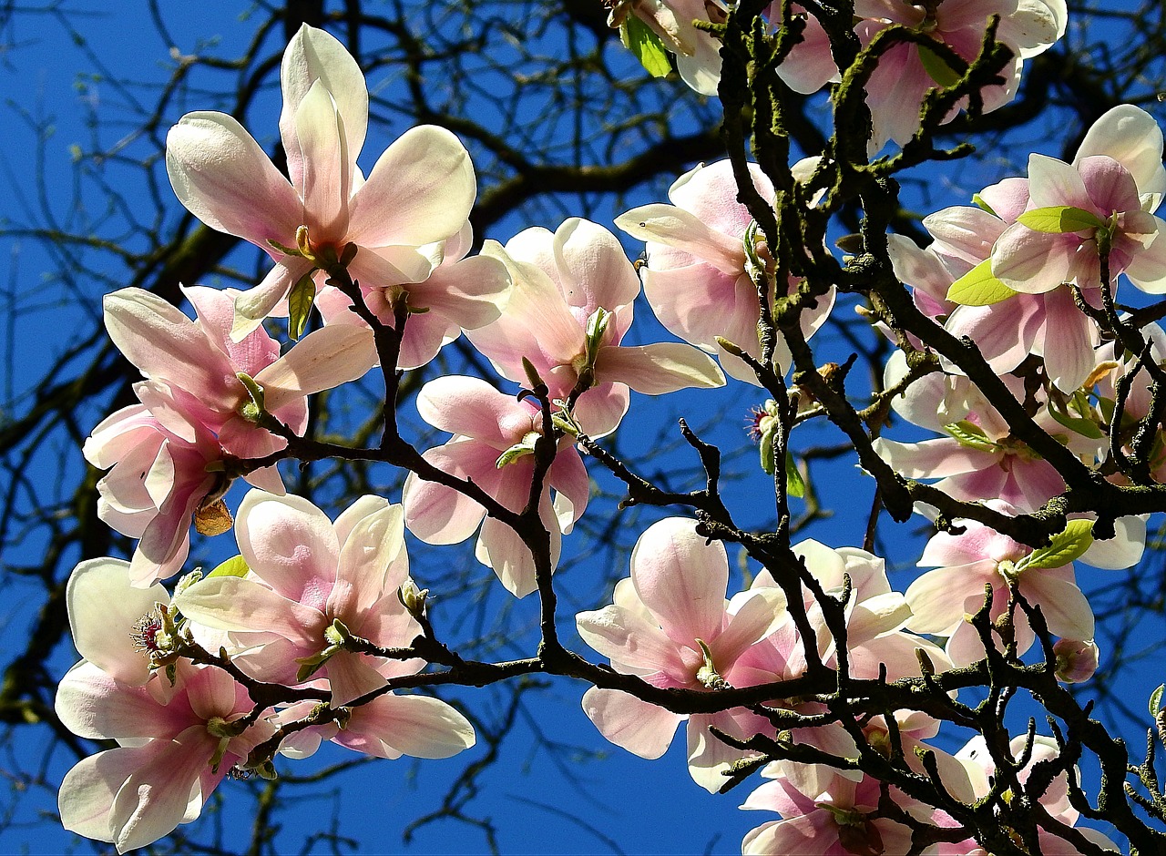 flower  branch  tree free photo