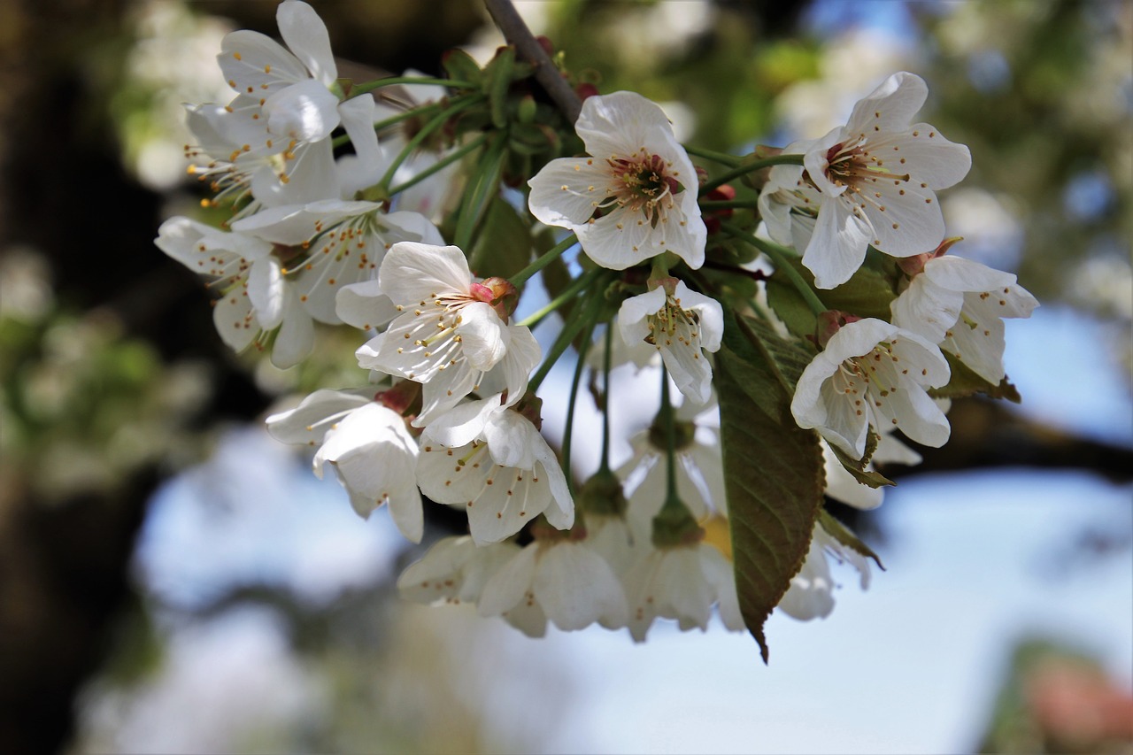 flower  spring  tree free photo