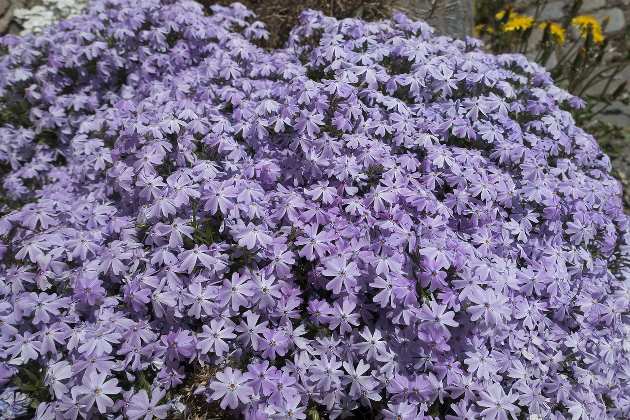 flower  plant  nature free photo