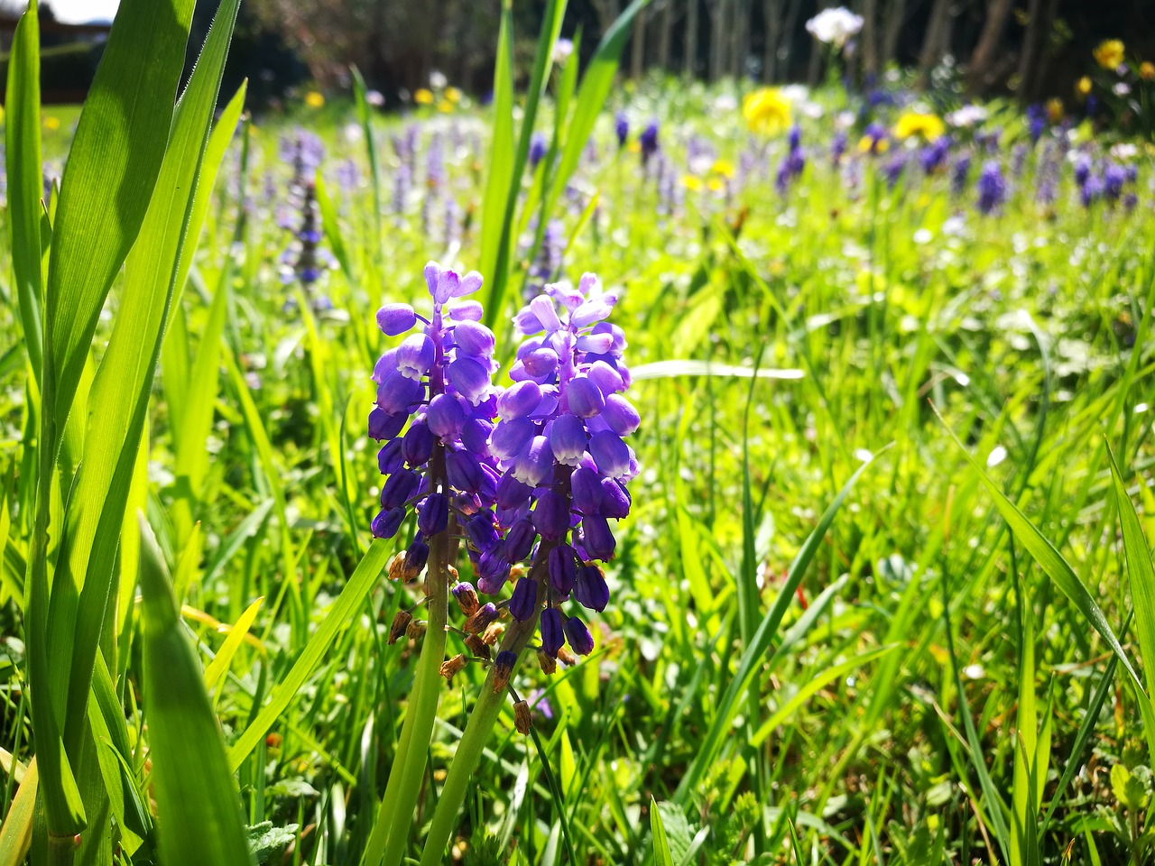 flower  plant  grass free photo