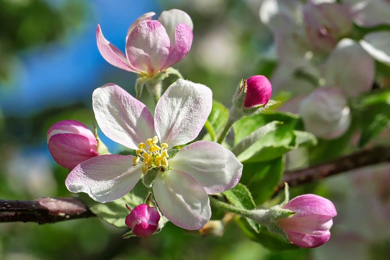 flower  nature  plant free photo