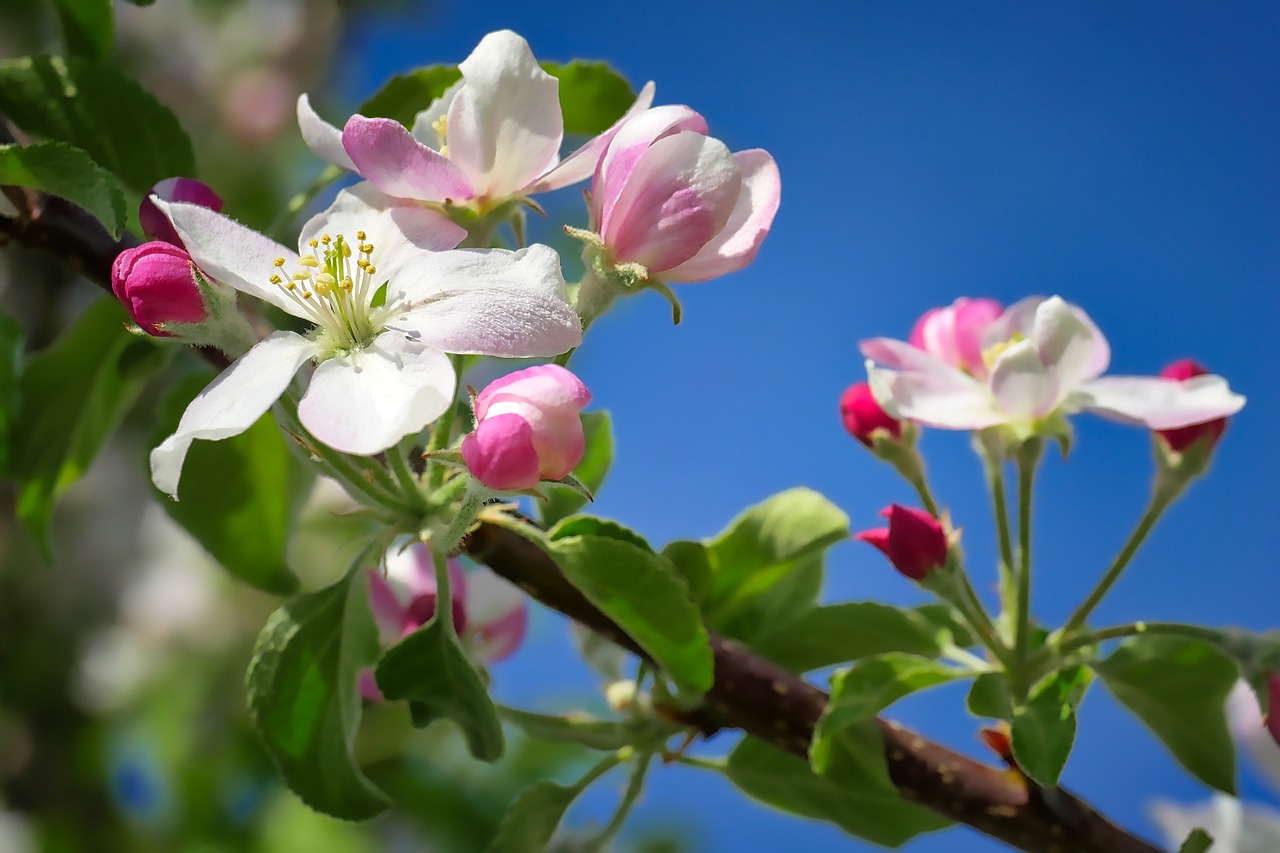 flower  nature  plant free photo